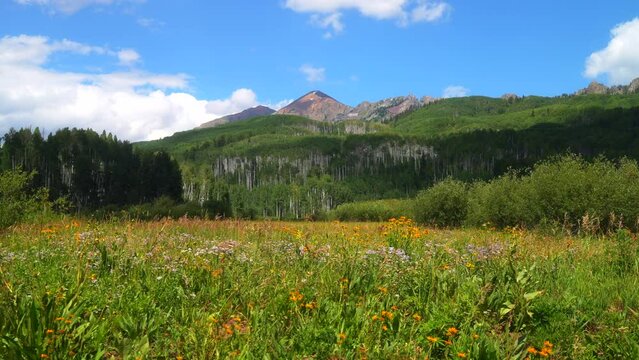Cinematic slow motion slider left breeze colorful Colorado summer wildflower and Aspen tree forest Kebler Pass Crested Butte Gunnison stunning Rocky Mountains landscape valley peaks blue sky clouds