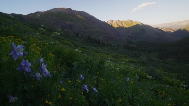 Cinematic slow motion pan right breeze colorful wildflower Colombine Colorado last sunset golden hour light Ice Lake Basin Silverton Telluride Ouray Trailhead top of peak Rocky Mountains landscape