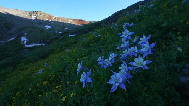 Cinematic close up Colorado Summer columbine colorful wildflower last sunset golden hour light Ice Lake Basin Silverton Telluride Ouray Trailhead top of snow melted peak Rocky Mountains stunning