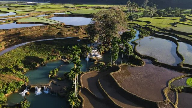 Terraced Rice Field And Weekacura Waterfalls In West Sumba, East Nusa Tenggara, Indonesia. Aerial Drone Shot