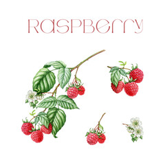 Raspberry set watercolor illustration. Hand painted raspberry twig, berries, flower detailed element. Rubus botanical illustration. Raw fresh garden and forest natural organic tasty berries set