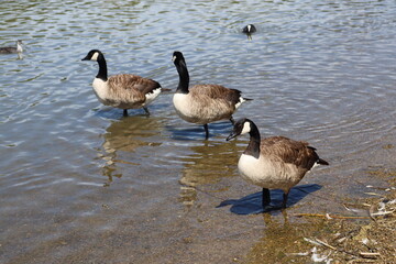 country goose