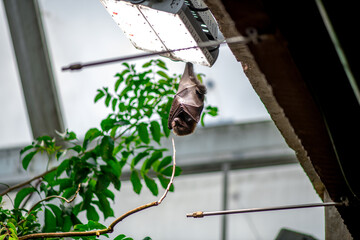 Flying fox bat hanging upside down
