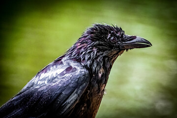Portrait of a common raven