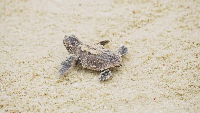 Amazing closeup of baby sea turtle just hatched