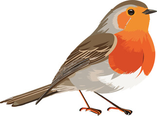 Vector illustration of a realistic robin bird seen from the side on white background