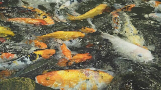 Amazing closeup of a colorful group of carp swimming in a stream