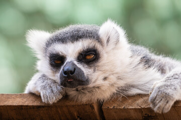 Ring-tailed lemur (Lemur catta) portrait. Lazy look.