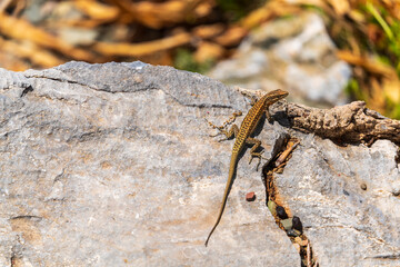lizard on rock