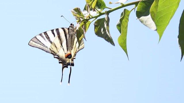 A zebra pattern butterfly sits on a branch with foliage against a blue sky close up