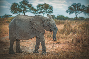 Fototapeta na wymiar African Elephant in the wild