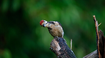 Great spotted woodpecker in the woods