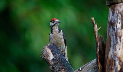 Great spotted woodpecker in the woods