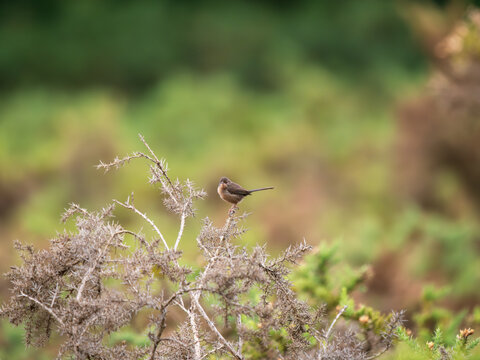Dartford Warbler on the top of