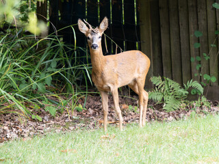 Roe Deer in an Urban Garden