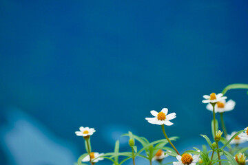 Mini flowers wallpaper and background 