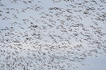 Group of geese soars through a cloudy sky, their wings illuminated by the sunlight