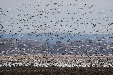 Group of geese soars through a cloudy sky, their wings illuminated by the sunlight