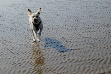 beige weißer Labrador Retriever am Strand von Blavand