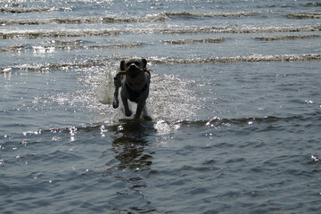 beige weißer Labrador Retriever am Strand von Blavand