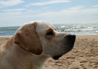 beige weißer Labrador Retriever am Strand von Blavand