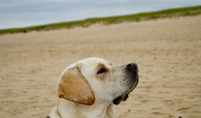 beige weißer Labrador Retriever am Strand von Blavand