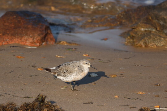 Knutt am Nordseestrand