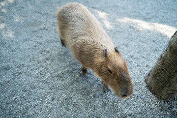 Cute capybara (the biggest mouse) in Taiwan.