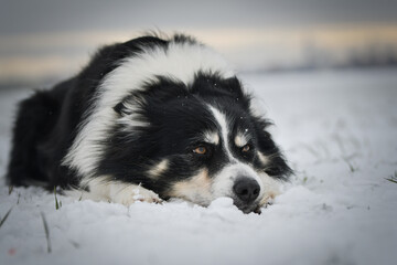 Tricolor border collie is lying on the field in the snow. He is so fluffy dog.