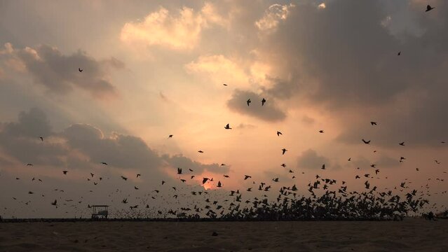 A massive flock of pigeons take off at sunrise, at the beach in Chennai, India.