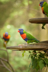A lori parrot sits on a branch in its enclosure at the zoo. A summer day at the Czech zoo