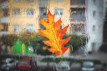 An autumn oak leaf stuck to a wet window during autumn rain in the city. View from inside the house, with a busy city street in the background. Autumn mood concept. Selective focus
