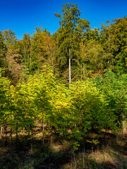 Wiederaufforstung im Mischwald