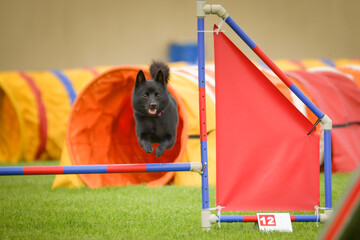 Dog is jumping over the hurdles. Amazing day on czech agility privat training