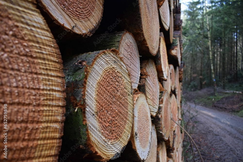 Poster closeup of a stack of tree logs covered with moss