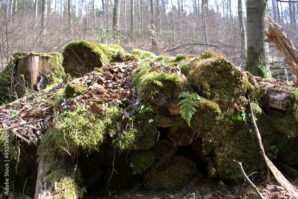 Poster closeup of a stack of tree logs covered with green moss in a forest