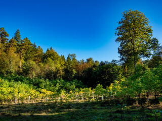 Wiederaufforstung im Mischwald