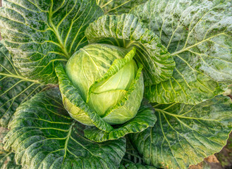 Nature's Bounty Up Close: The Lush, Verdant Leaves of Ripe Garden Cabbage
