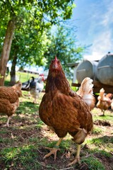 Vertical shot of a rooster on the farm with on a sunny day