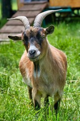 Naklejka na ściany i meble Vertical shot of an American Pygmy goat on a farm