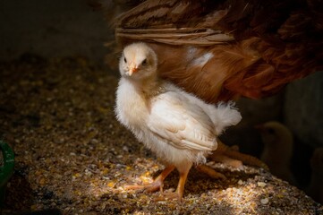 Closeup shot of a baby Dekalb Amberlink chick found in a farm in the countryside