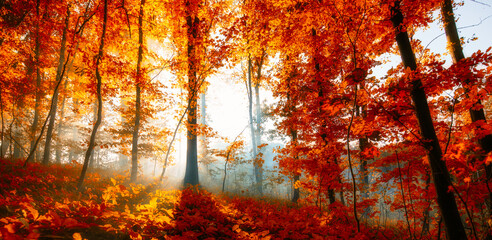 Mystical Sunrise: Nature's Beauty Unveiled Through the Morning Fog