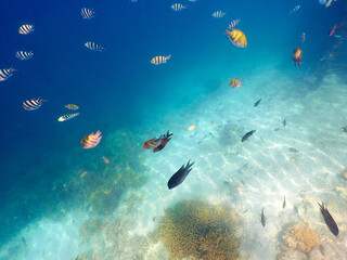 Scenic view of a number of exotic fishes swimming underwater in the blue ocean