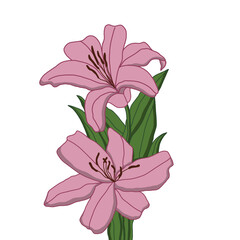 pink lily flower cute girl 