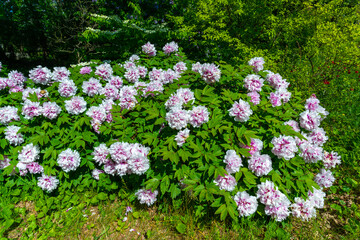Obraz premium Flowering bushes of tree peony in a botanical garden in Odessa, Ukraine