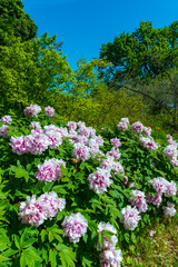 Flowering bushes of tree peony in a botanical garden in Odessa, Ukraine