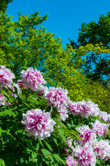 Flowering bushes of tree peony in a botanical garden in Odessa, Ukraine