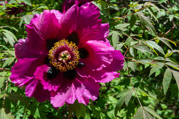 Close-up of tree peonies flowers in a botanical garden in Odessa, Ukraine