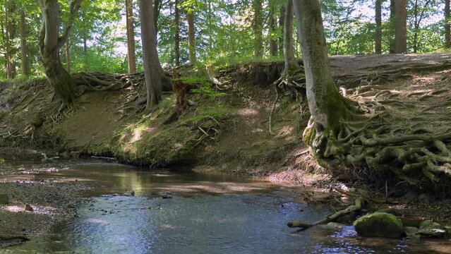 Bach flie&szlig;t durch einen Wald, Ruhige Waldszene, Maisinger See, Oberbayern, Bayern, Deutschland, Europa