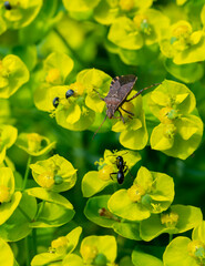 Spotted herbivorous bug on Euphorbia flowers in the garden